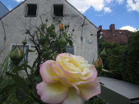 Die letzt Gartenrose - 2011